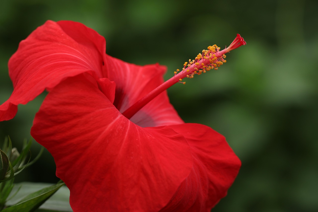 Palmbomen naast een serene tuinvijver.