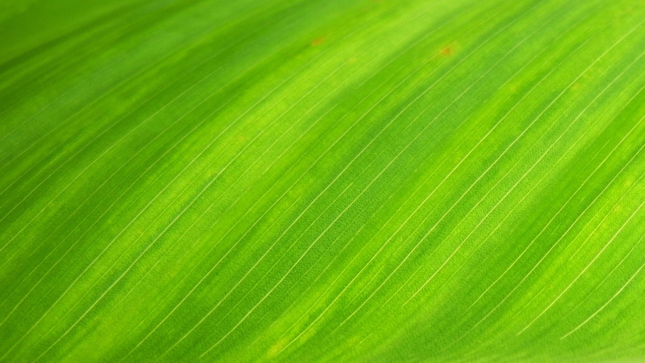 Droogtebestendige planten in een kleurrijke tuin.