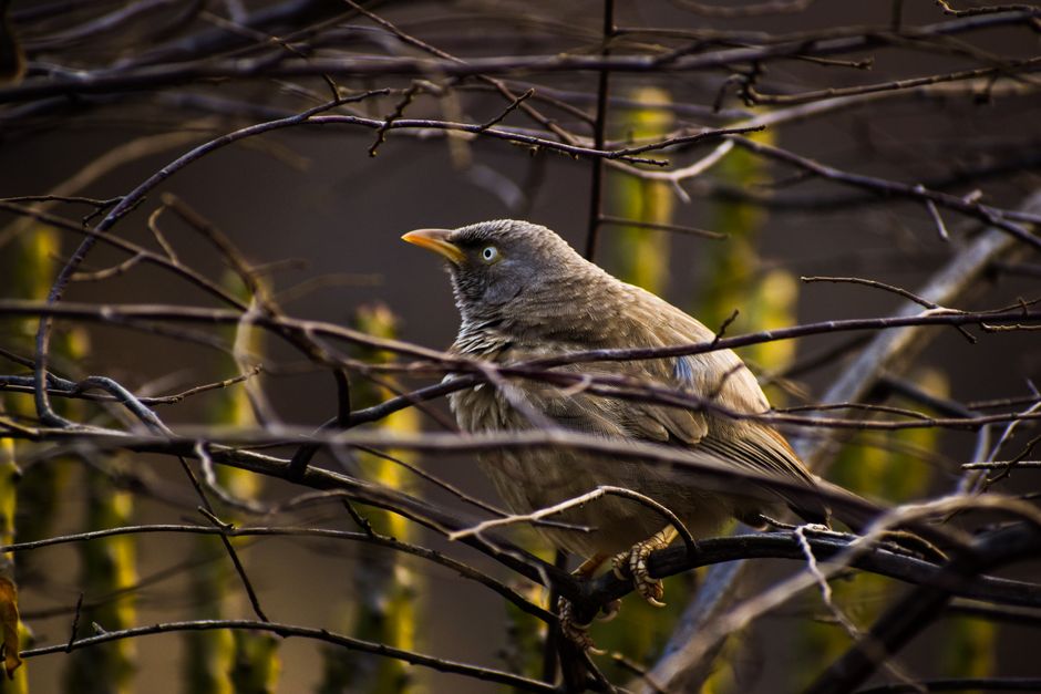 Handgeschilderd tropisch vogelmotief met exotische tinten. Handgeschilderd tropisch vogelmotief met exotische tinten.