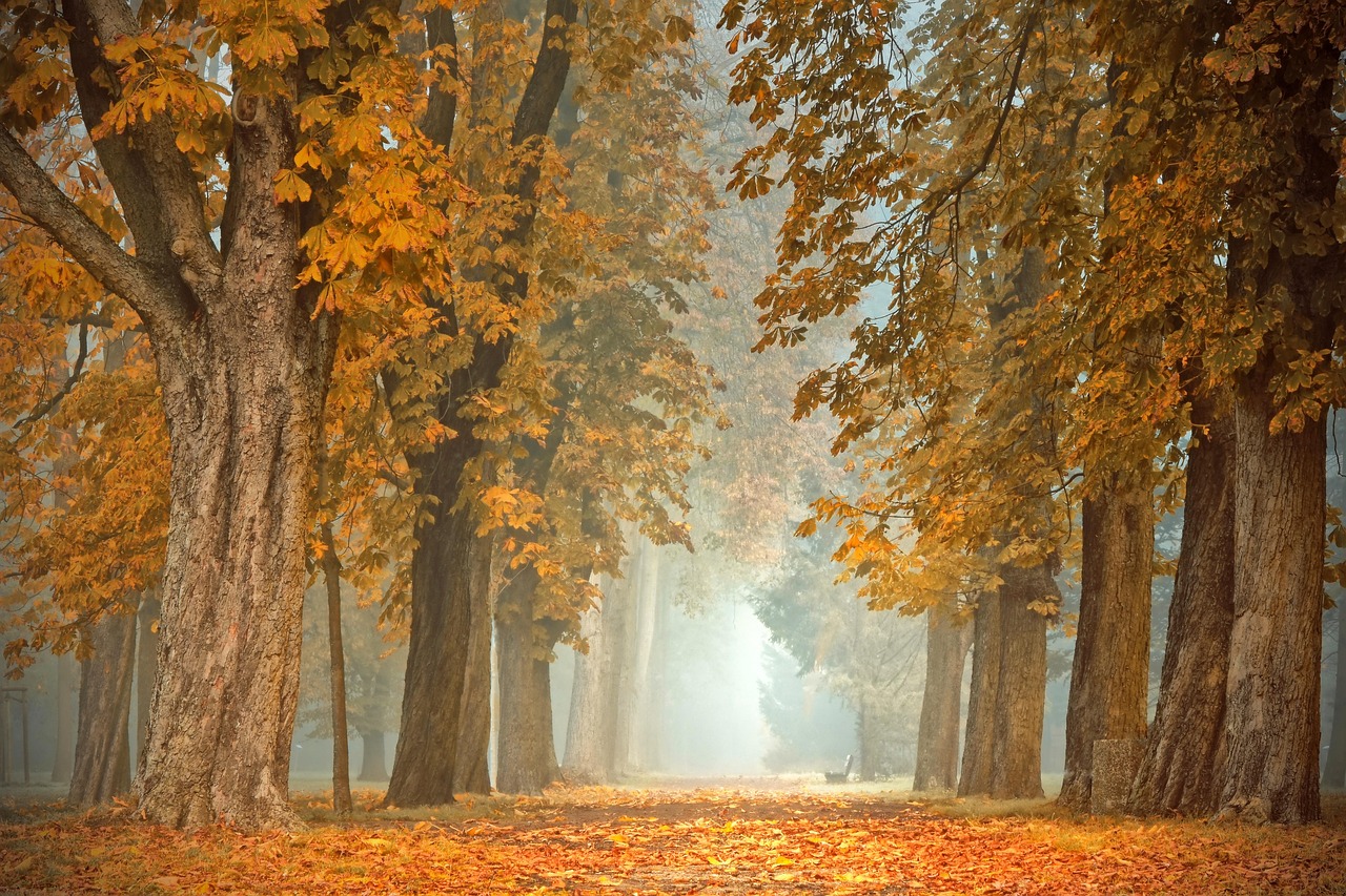 Gekleurde herfstbladeren versierd in glazen potten.