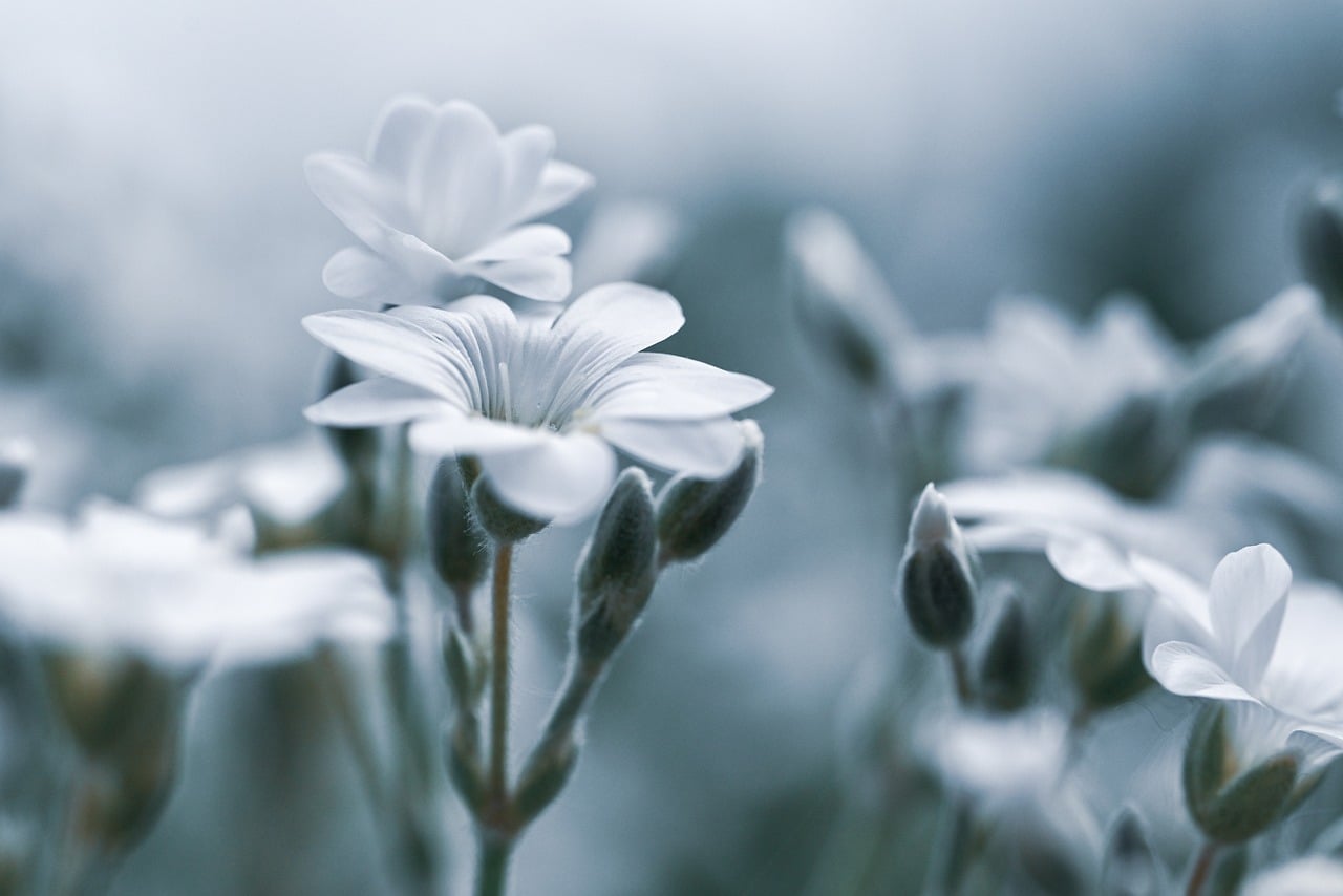 Roze en witte bloemen aan de muur.