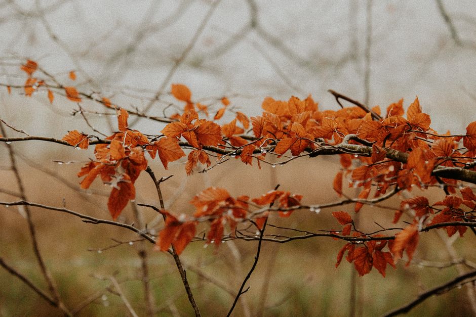 Gezellige ruimte met kussens in botanische herfsttinten. Gezellige ruimte met kussens in botanische herfsttinten.