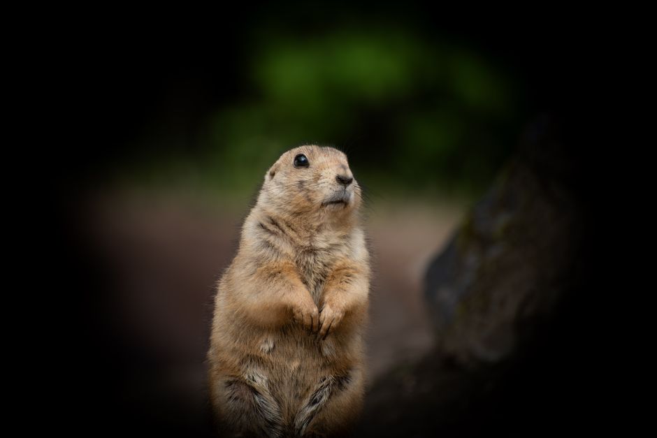 Tropisch dierenbehang met kleurrijke vogels.